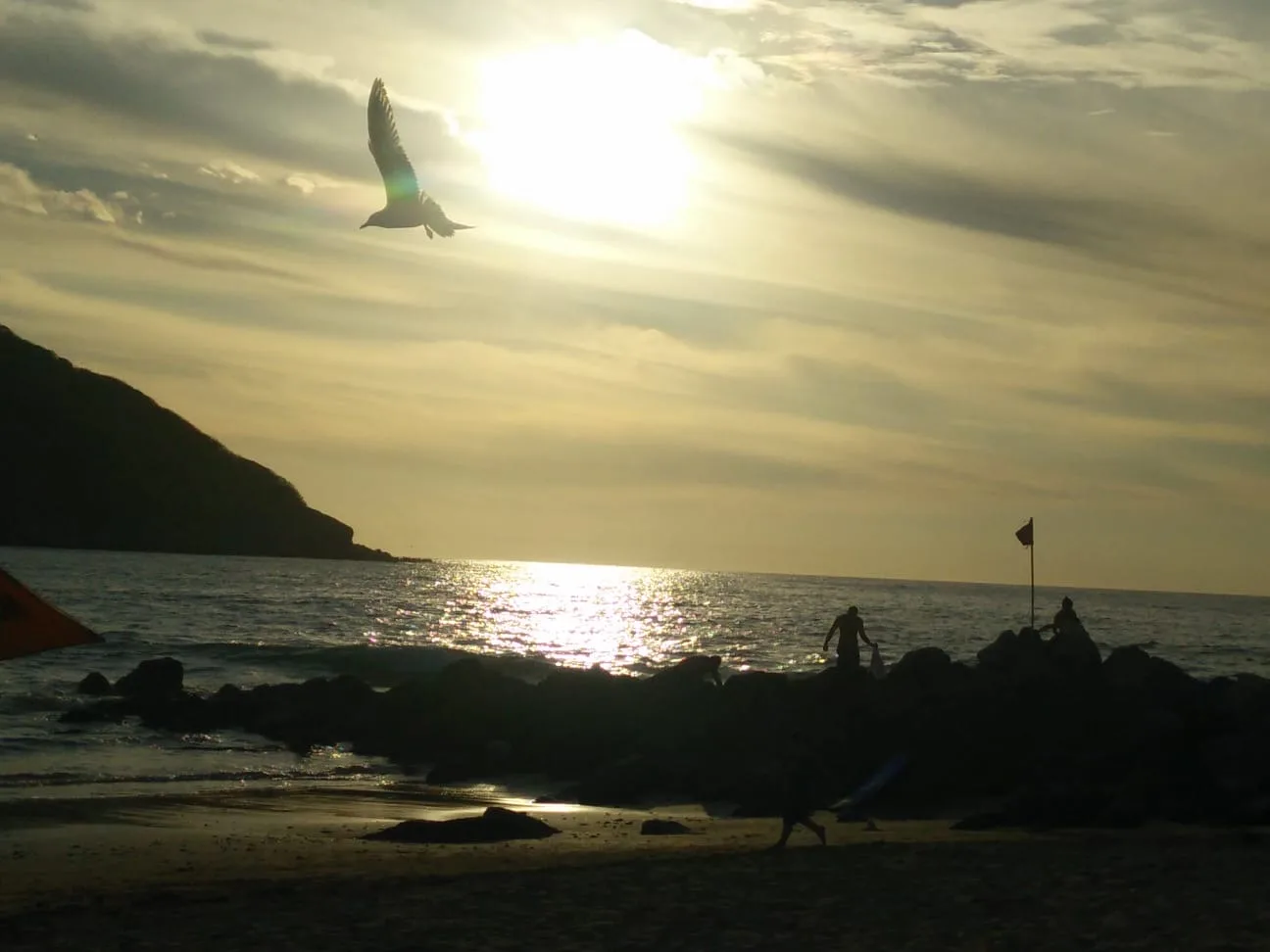 The sun low over the sea, a gull crossing the light